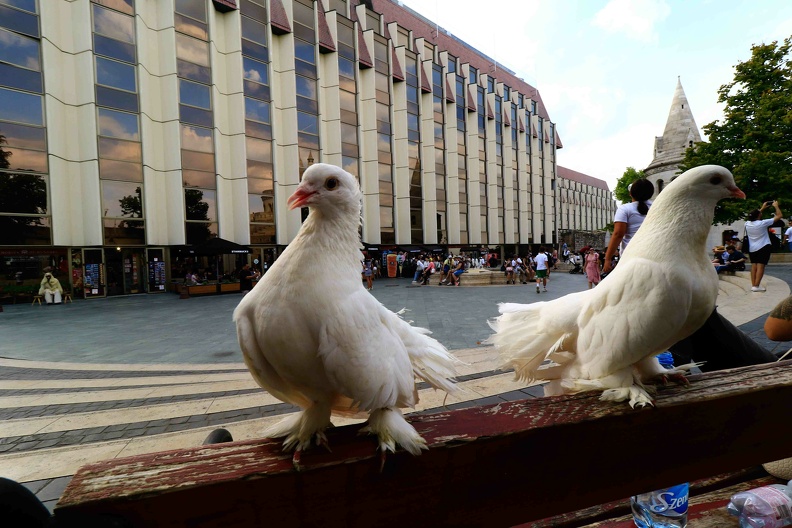 RSC280 07A7681 pas